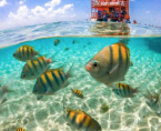 peixes amarelos em águas azuis claras em dia ensolarado
