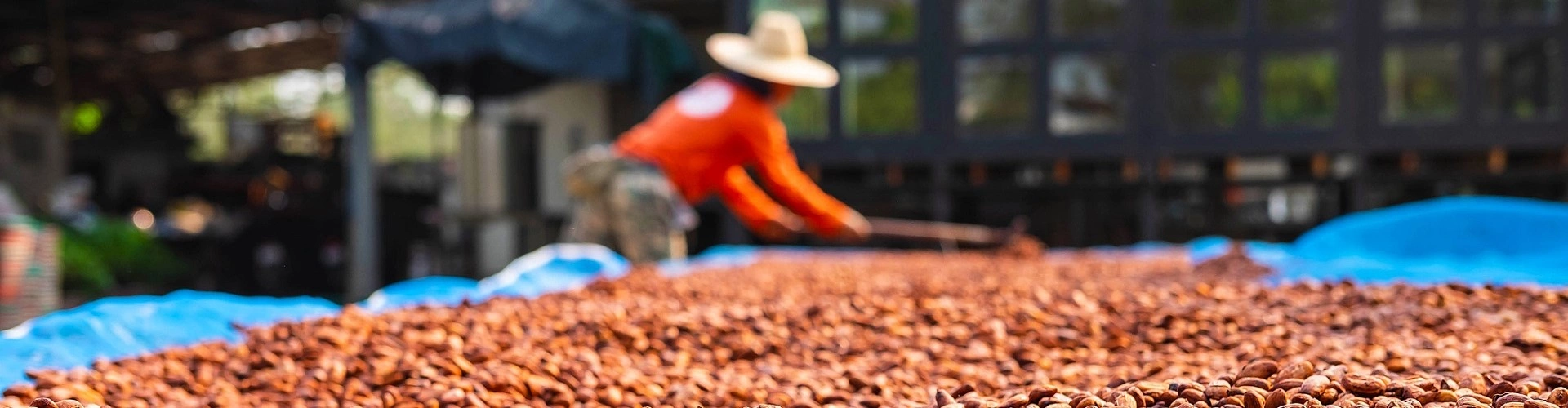 Terraço de cacau, fruta típica do Brasil, secando ao ar livre. Ao fundo, um homem de camisa laranja e chapéu de palha na cabeça mexe nas sementes.