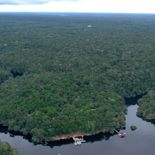 Vista panorâmica de enorme floresta preservada margeada por rio amazônico