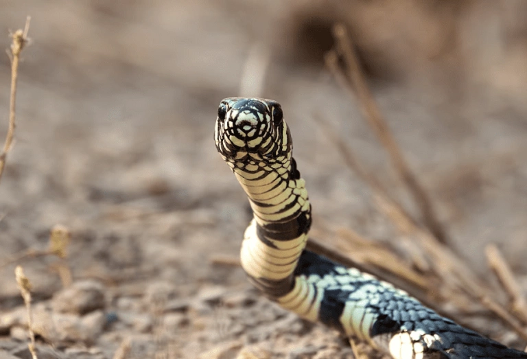 Close frontal da cobra caninana. A cobra, amarela com manchas pretas. encara a câmera enquanto rasteja em solo seco.
