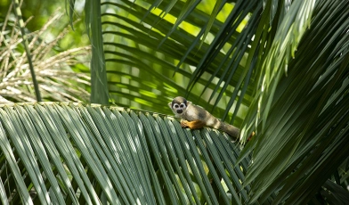 Macaco-prego deitado sob folhas verdes de árvore
