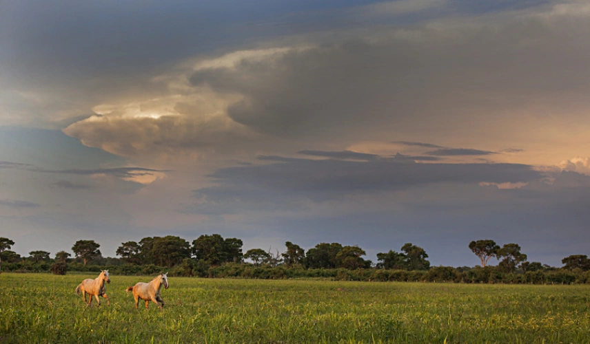 Paisagem de pasto aberto no Pantanal, com dois cavalos de pelagem clara correndo ao fundo e mata ao redor, acompanhada de céu carregado de formosas nuvens.