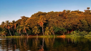 Ilha cercada por coqueiros e demais árvores em fim de tarde
