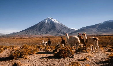 Vista ampla do deserto do Atacama. O laranja da terra árida contrasta com as montanhas acinzentadas ao fundo e céu azul. Algumas lhamas compõe a visão do deserto.