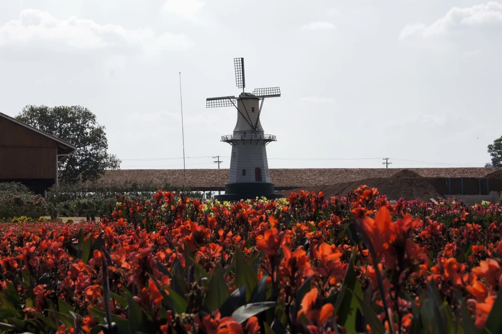 Um moinho branco no meio de um campo de flores vermelhas num dia de céu nublado na cidade de Holambra, próxima de Jundiaí, SP.