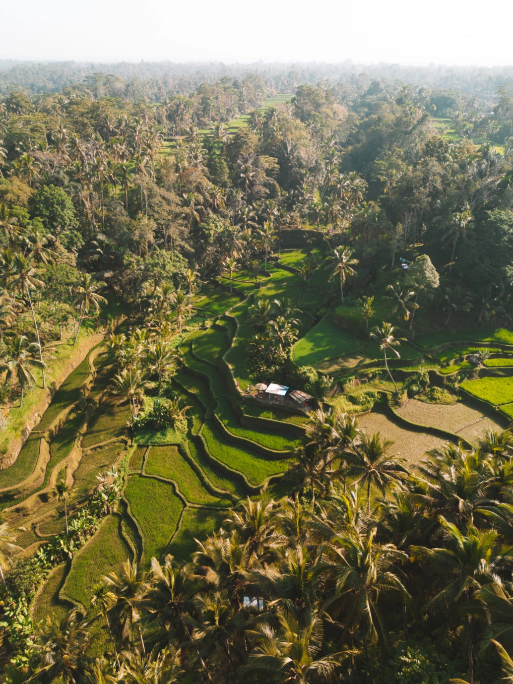 Foto área dos terraços de arroz Tegalalang, em Bali, na Indonésia.