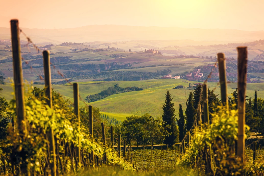 Vinhas ao pôr do sol, em Toscana, Itália, Região de Montalcino. A foto dá abertura a um belo campo verde e dourado com algumas casinhas ao fundo.