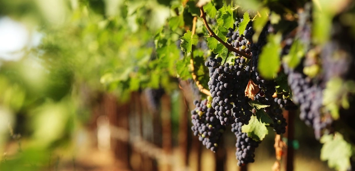 Imagem ilustrando o roteiro do vinho São Roque com cachos de uvas escuras e plantação em segundo plano.