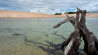 Galhos secos de árvore caídos em um lago de cor esverdeada e águas cristalinas, emolduradas por dunas de areia