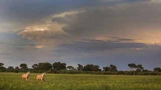 Paisagem de pasto aberto no Pantanal, com dois cavalos de pelagem clara correndo ao fundo e mata ao redor, acompanhada de céu carregado de formosas nuvens.