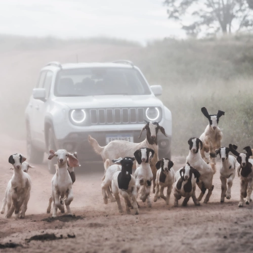 Em primeiro plano, um bando de pequenos carneiros correm numa estrada de terra, seguidos de um carro e uma nuvem de poeira ao fundo.