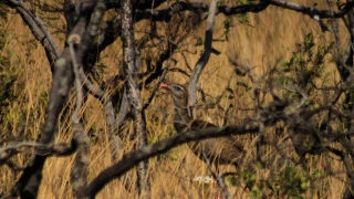 Uma grande ave de cor amarronzada entre os galhos secos de vegetação em dia claro