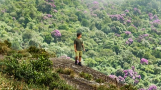 Homem observa densa vegetação do topo de uma grande pedra.