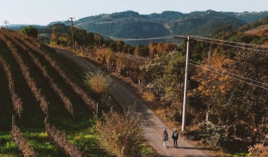 Vista aérea de amplas campos em colinas com plantações de uvas, duas mulheres caminhando em uma estrada de terra