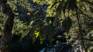 Poço de água cristalina entre vegetação. No topo da imagem, feixes de luz solar entrando através das folhas de uma árvore