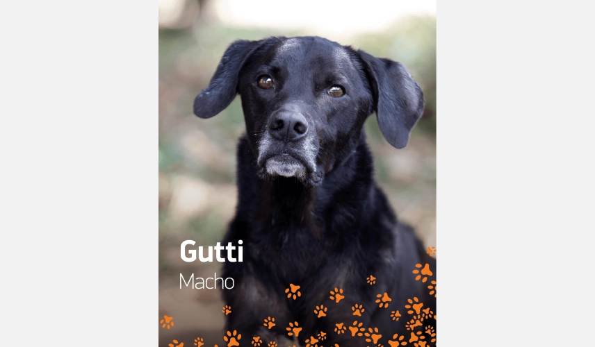 Cão de pelo curto e preto chamado Gutti para adoção.