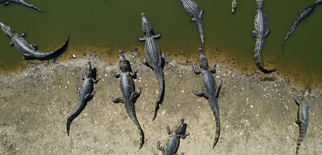 Grupo de jacarés visto de cima na margem de um rio no Pantanal