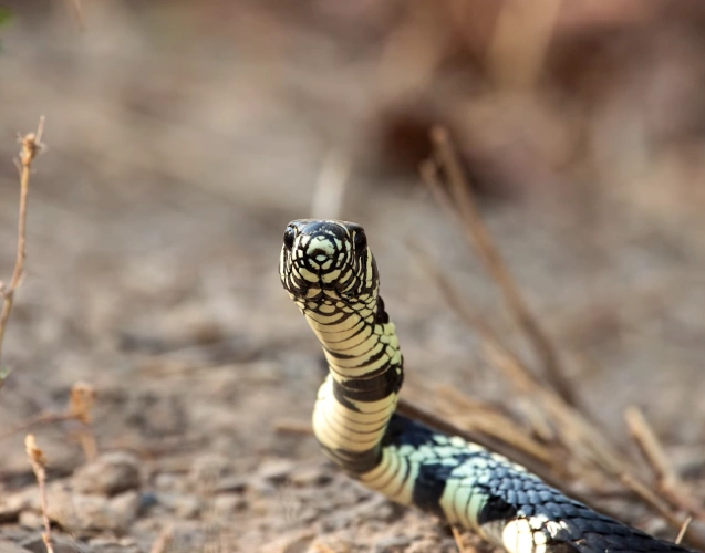 Cobra caninana avistada no durante expedição no Pantanal.