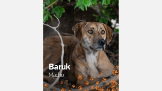 Cão de pelo curto e marrom chamado Baruk para adoção.