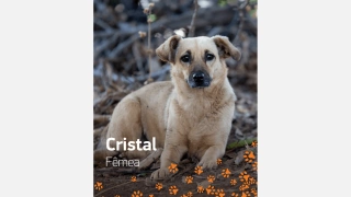 Cadela de pelo curto e bege chamada Cristal para adoção.