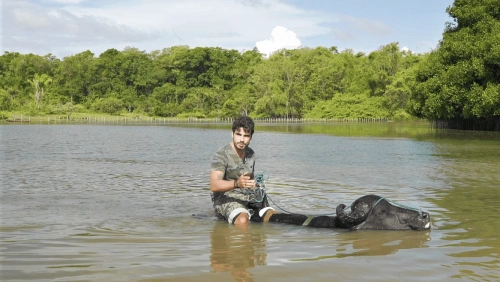 Ricardo Martins montado em búfalo atravessa rio da Ilha de Marajó em dia ensolarado