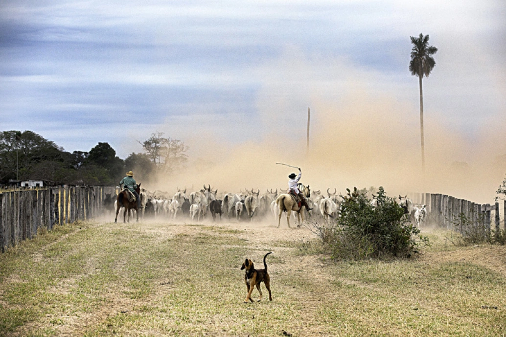 Dois peões montados em seus cavalos conduzem o gado. Há poeira no ar e, no centro da imagem, um cão latindo.