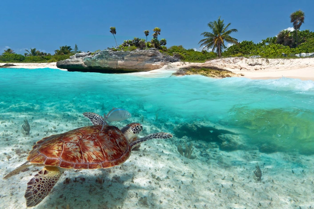 Bela paisagem do mar do Caribe, com tartaruga verde nadando.