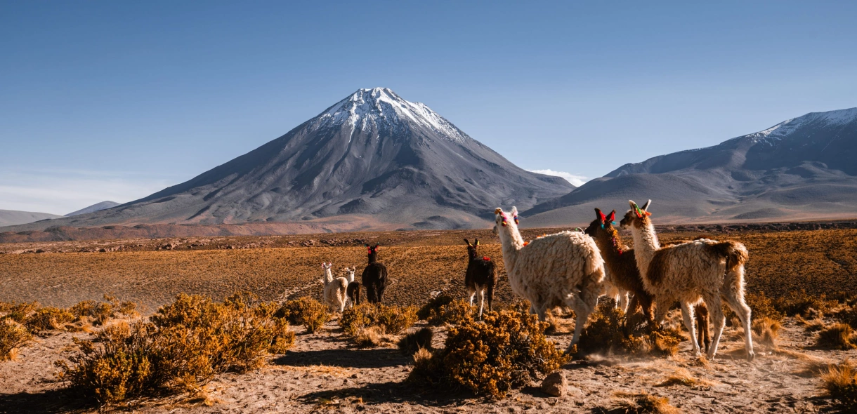 Vista ampla do deserto do Atacama. O laranja da terra árida contrasta com as montanhas acinzentadas ao fundo e céu azul. Algumas lhamas compõe a visão do deserto.