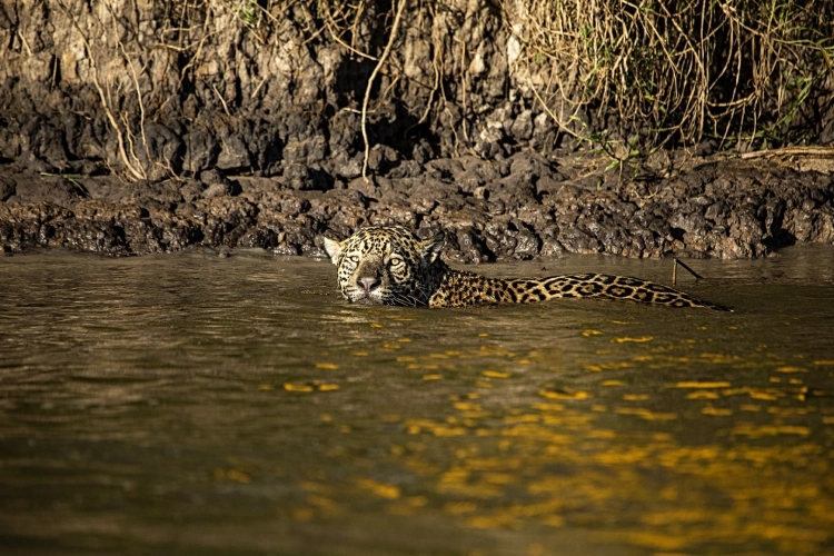 Onça-pintada parcialmente submersa em um rio do Pantanal, com a cabeça e parte do corpo expostos para fora da água.