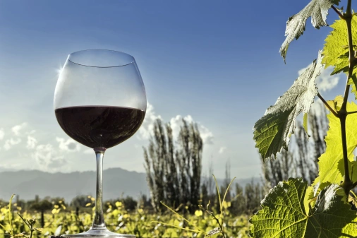 Copo de vinho tinto se destaca em frente à verde plantação em dia ensolarado ao lado de galho de videira