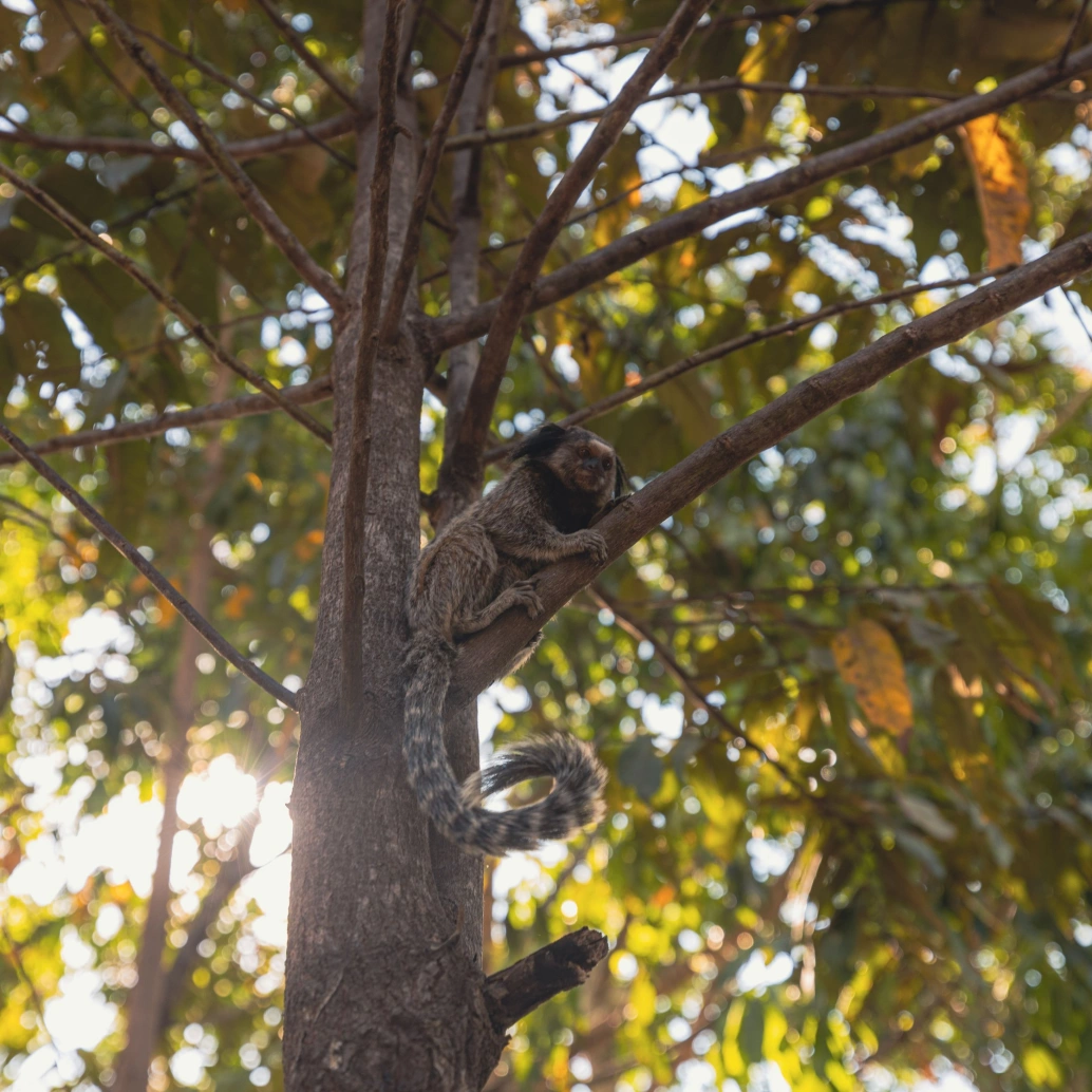 Macaco típico do Cerrado brasileiro sobre árvore.