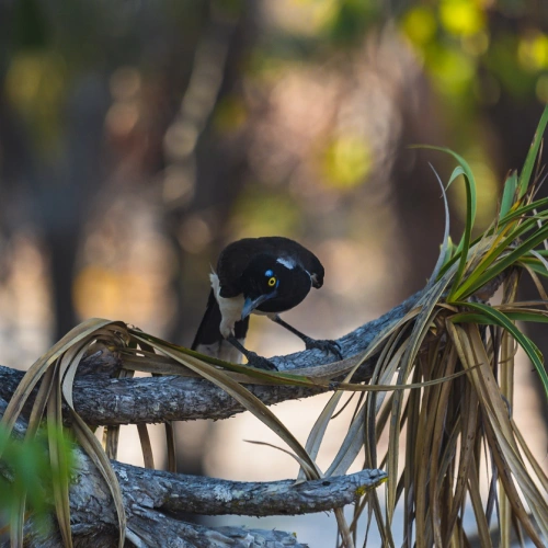 Um pássaro preto repousa sob galho de uma vegetação