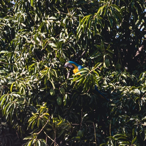 Arara azul repousa em galhos e folhas verdes de uma árvore