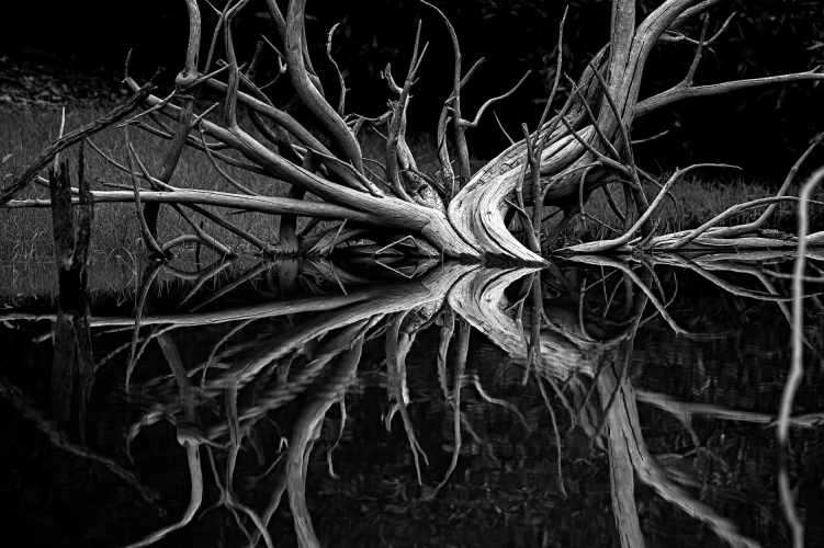 Diversos galhos que saem de tronco de árvore submersa na água. Imagem e preto e branco.