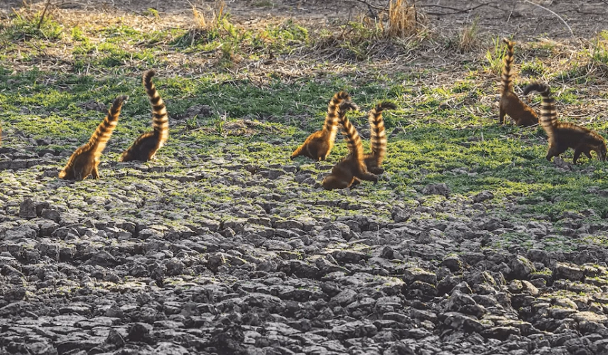 Um bando de Quatis em busca de água no subsolo em temporada de seca no Pantanal