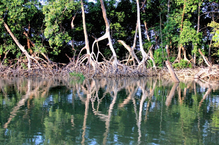 Vista frontal de um Manguezal, onde raízes de árvores entram nas águas