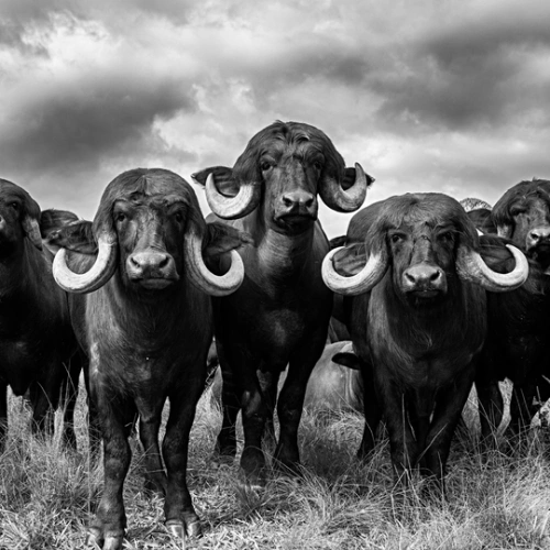 Imagem frontal preta e branco de imponentes búfalos do Pantanal.