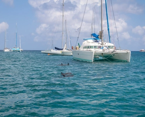 Catamarãs e barcos sob água do mar com golfinhos cinzas ao redor