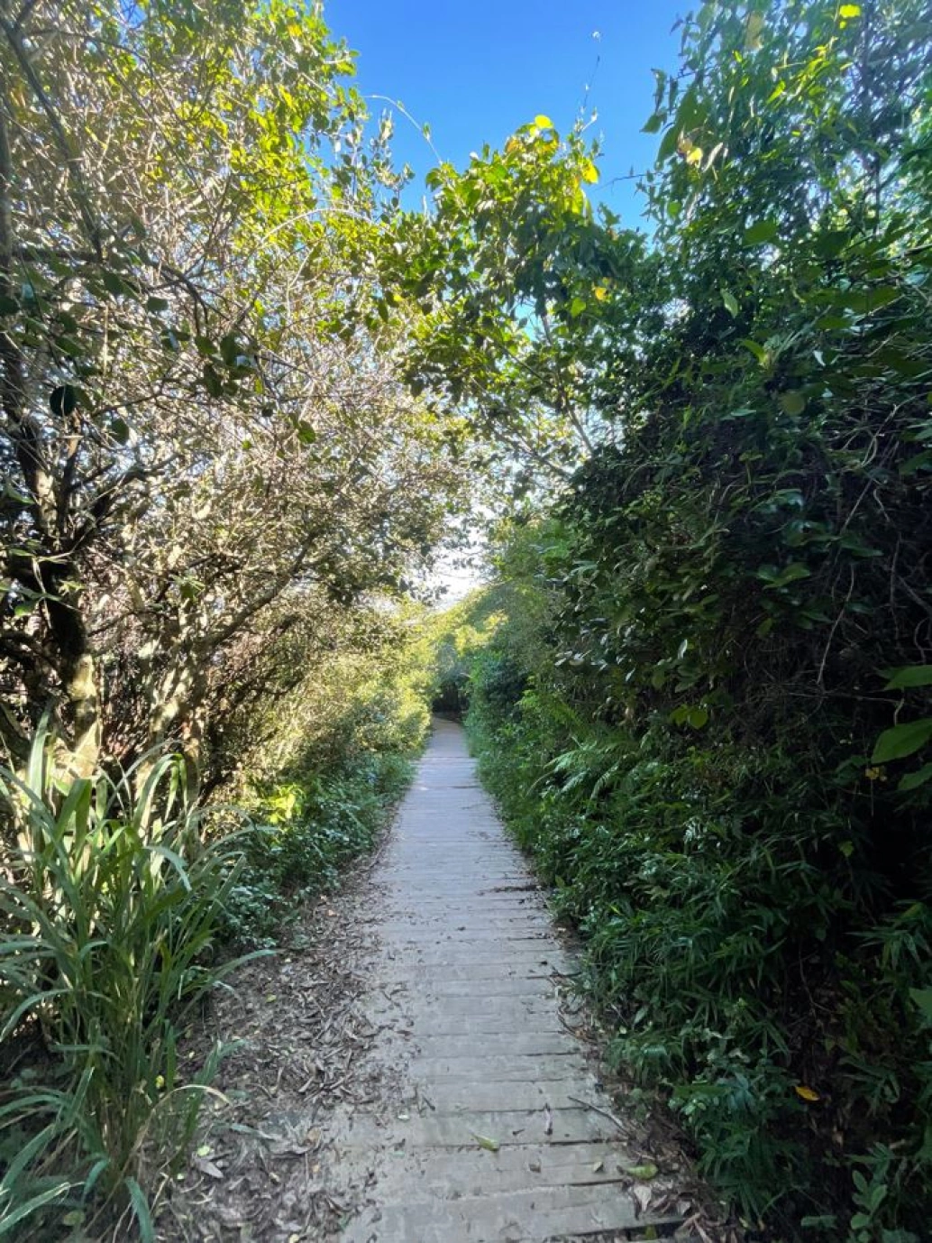 Uma trilha estreita calçada abre caminho em meio à vegetação densa.