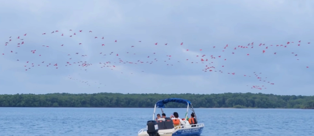 Paisagem de embarcação flutuando em Rio Parnaíba com tripulantes avistando Revoada das aves Guarás