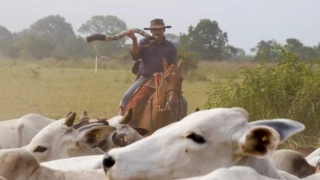 Homem cavalga tocando berrante para chamar o gado em fazenda