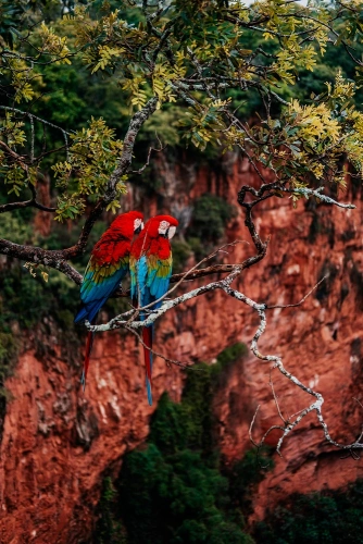 Duas araras vermelhas posando em galho de árvore