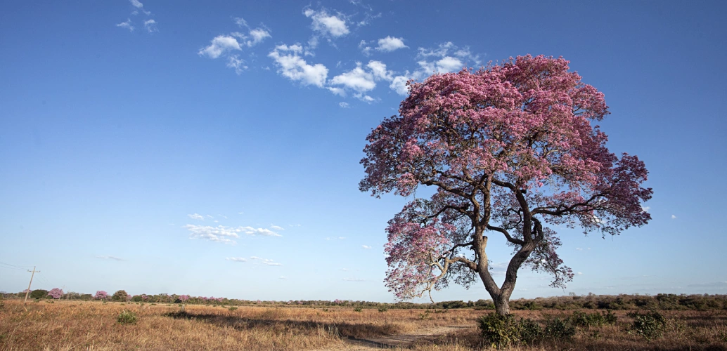 Pequena estrada de terra encontra-se com árvore folhosa cor-de-rosa em meio ao campo aberto do Pantanal em dia ensolarado.