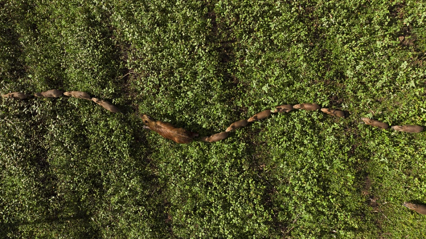 Fotografia tirada de cima para baixo captura uma família de capivaras enfileiradas em meio à vegetação rasteira do Pantanal
