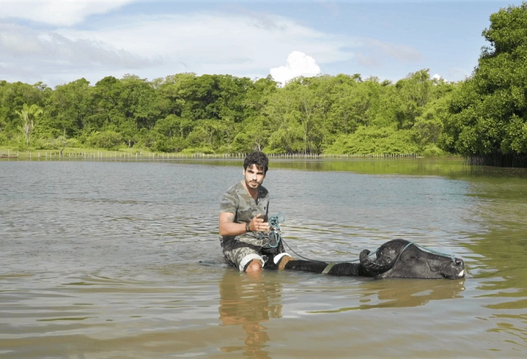 Ricardo Martins montado em búfalo atravessa rio da Ilha de Marajó em dia ensolarado