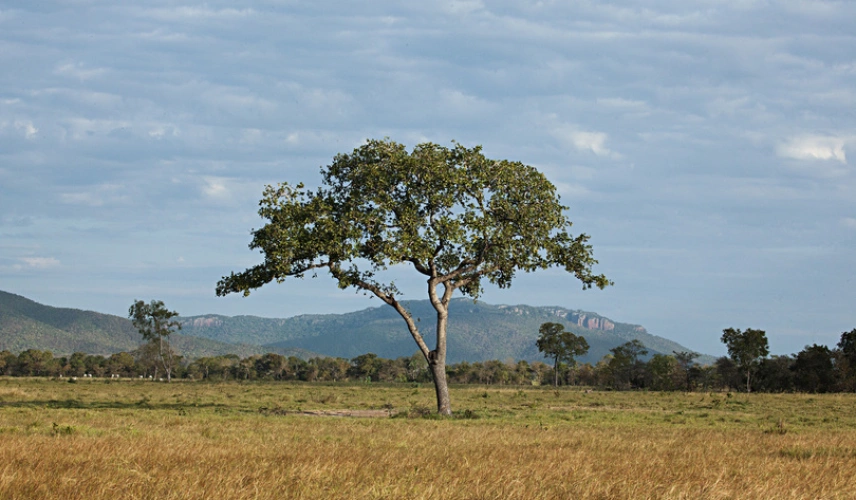 Close de árvore típica do Pantanal em campo aberto e em dia claro, com montanhas ao fundo.