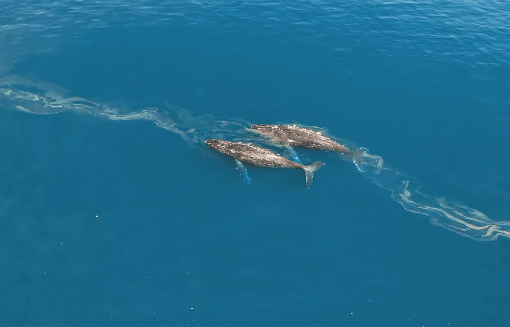 Duas baleias jubarte boiando em águas azuis cristalinas de mar aberto