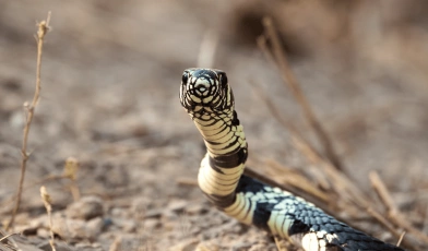 Close frontal da cobra caninana. A cobra, amarela com manchas pretas. encara a câmera enquanto rasteja em solo seco.