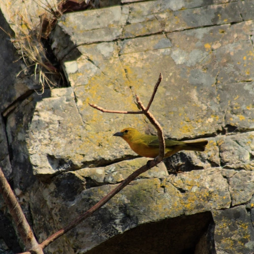 Pássaro de cor amarelada escura repousa em galho seco de plantação