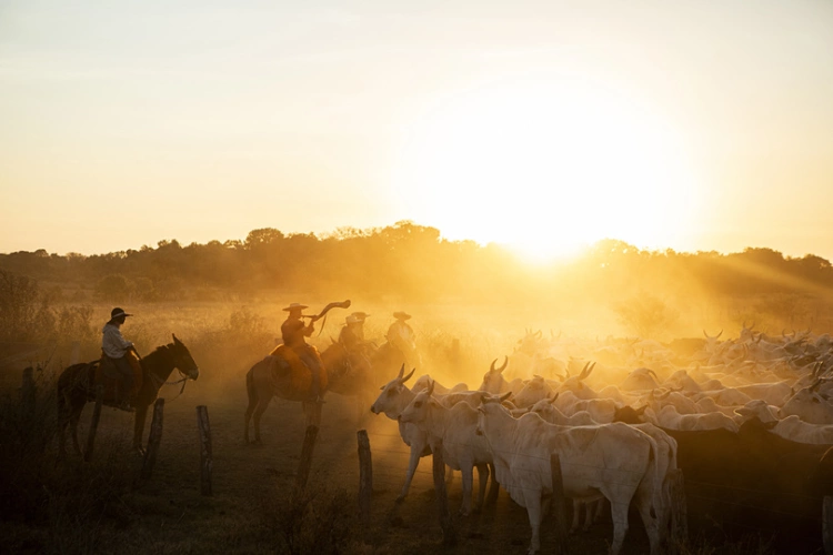 Nascer do sol no Pantanal. Raios de luz incidem sobre dezenas de bois e, montados em cavalos, os peões com chapéus. Um peão toca o berrante.